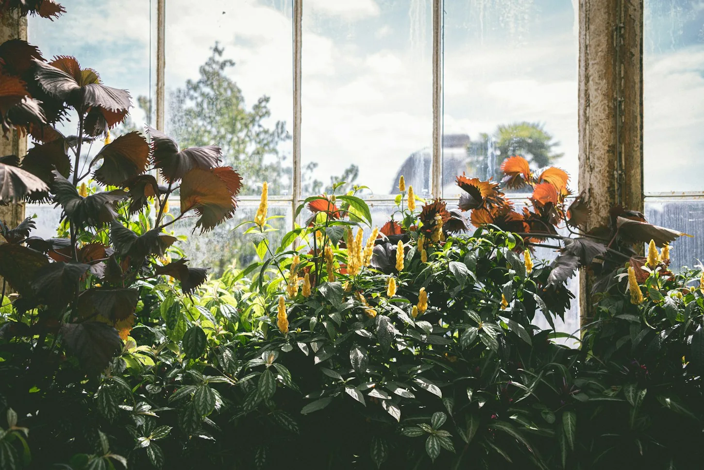 Sunlight across leaves inside a real greenhouse, illustrating the proposed growing concept